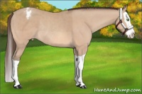 Horse Color:Amber Champagne Splash Appaloosa Rabicano 