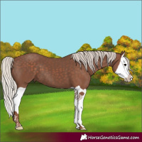 Horse Color:Silver Black Splash 