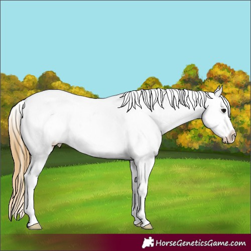 Horse Color:Smoky Black Frame Appaloosa 