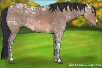 Horse Color:Bay Ice Sabino 
