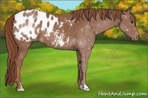 Horse Color:Red Roan Appaloosa 
