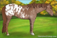 Horse Color:Red Roan Appaloosa