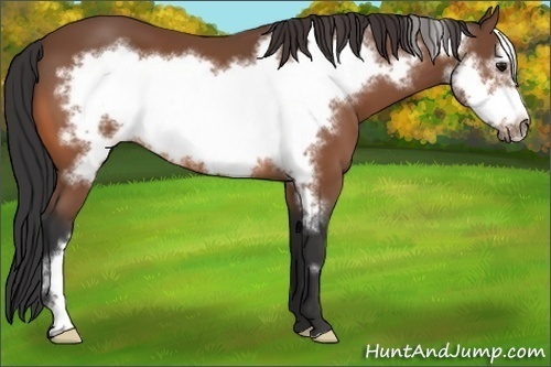 Horse Color:Bay Frame 