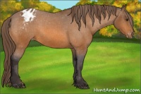 Horse Color:Buckskin Varnish 