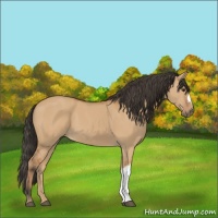 Horse Color:Bay Dun 