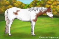 Horse Color:Silver Bay Tobiano Frame Rabicano 