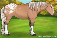 Horse Color:Silver Bay Appaloosa 