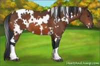 Horse Color:White Spotted Bay 