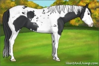 Horse Color:Black Splash Tobiano 