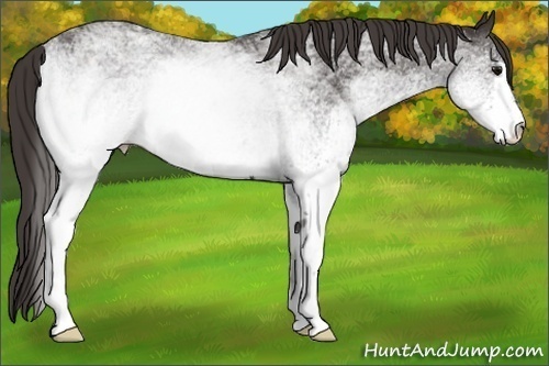 Horse Color:White Spotted Smoky Black 