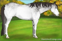 Horse Color:White Spotted Smoky Black