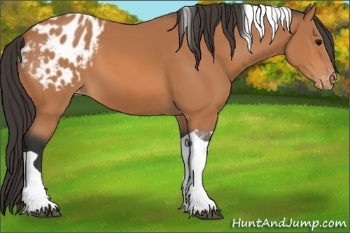 Horse Color:Bay Tobiano Appaloosa 