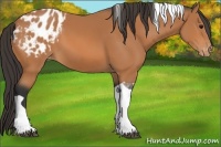 Horse Color:Bay Tobiano Blanket 