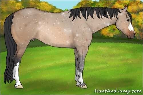Horse Color:Bay Dun