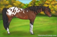 Horse Color:Bay Tobiano Blanket