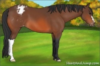 Horse Color:Bay Appaloosa 