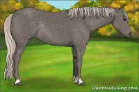 Horse Color:Silver Black Rabicano 