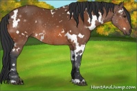 Horse Color:White Spotted Bay Rabicano