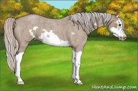Horse Color:Silver Grullo Roan Splash Frame 