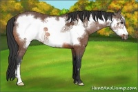 Horse Color:Bay Frame Rabicano 