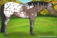 Horse Color:Brown Ice Appaloosa 
