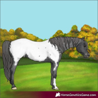 Horse Color:Black Appaloosa 