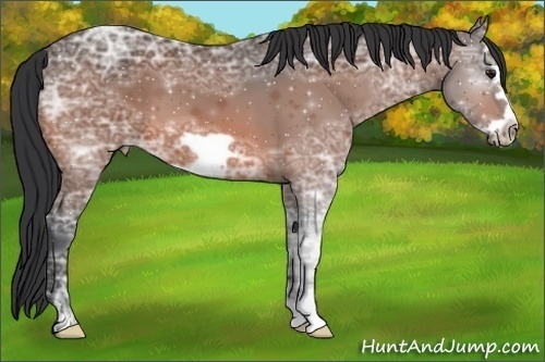 Horse Color:Bay Ice Frame 
