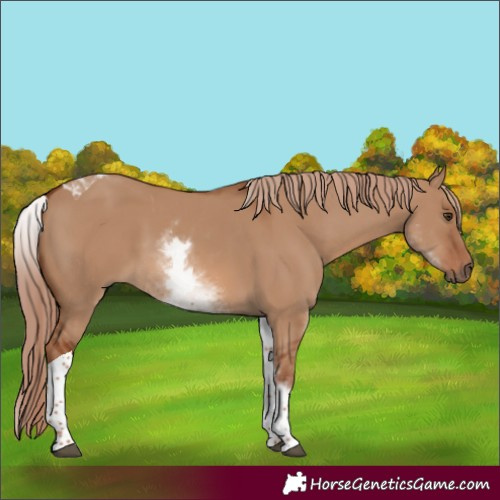 Horse Color:White Spotted Red Dun Tobiano Rabicano