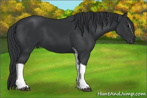 Horse Color:Black Sabino Tobiano