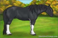 Horse Color:Black Sabino Tobiano