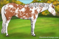 Horse Color:Silver Bay Sabino 