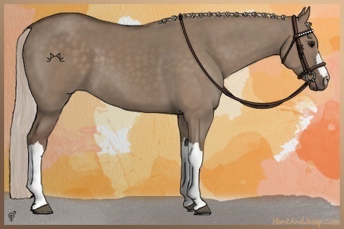 Horse Color:Silver Grullo 