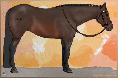 Horse Color:Bay 