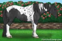 Horse Color:Black Tobiano Rabicano 