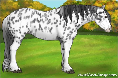 Horse Color:White Spotted Blue Roan Splash Frame Appaloosa 