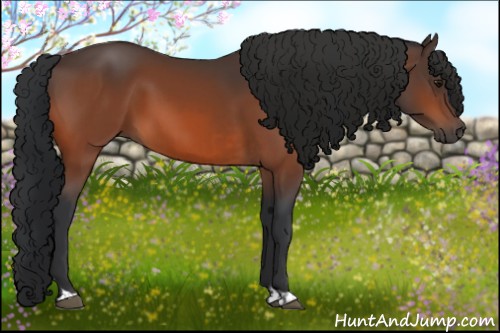 Horse Color:Bay  and Bay 