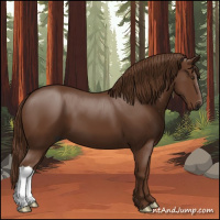 Horse Color:Gray Chestnut 