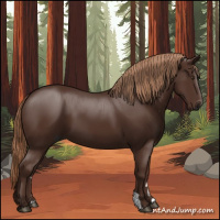 Horse Color:Gray Chestnut 