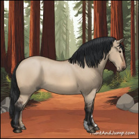 Horse Color:Bay Dun