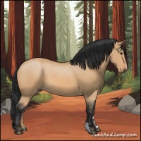 Horse Color:Bay Dun 