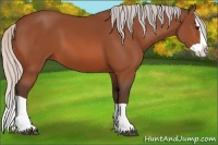 Horse Color:Silver Bay Splash 