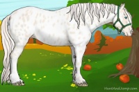 Horse Color:Cremello Near Leopard