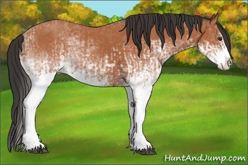 Horse Color:White Spotted Bay Splash and White Spotted Bay Splash