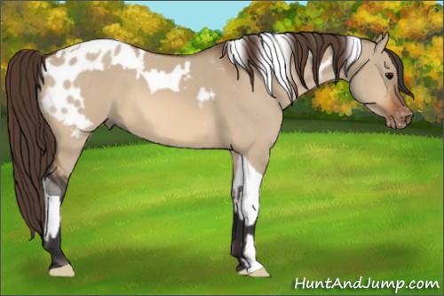 Horse Color:Bay Dun Tobiano  and Bay Dun Appaloosa 