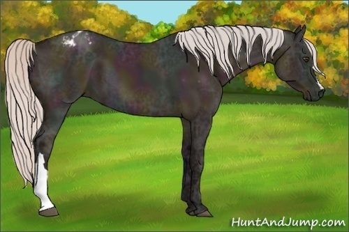 Horse Color:Midnight Silver Brown Ice Dun Appaloosa 