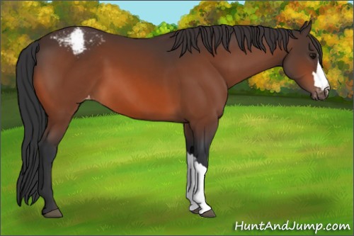 Horse Color:Bay Appaloosa 