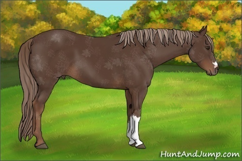 Horse Color:Liver Chestnut