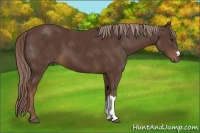 Horse Color:Liver Chestnut 