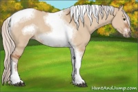Horse Color:Silver Bay Dun Sabino Tobiano Frame Rabicano