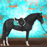 Horse Color:Black Appaloosa 